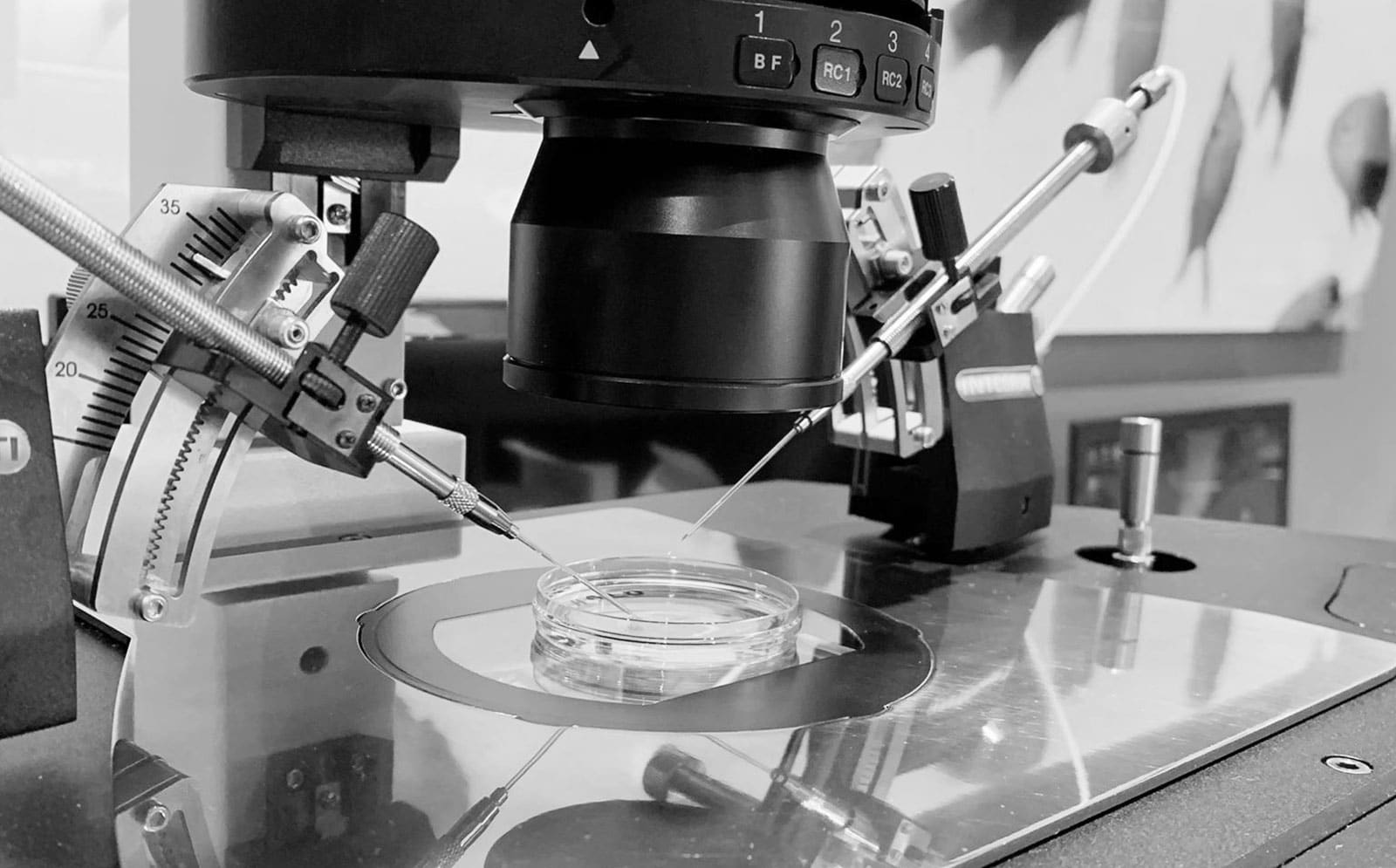 What does abnormal fertilisation mean fertility first