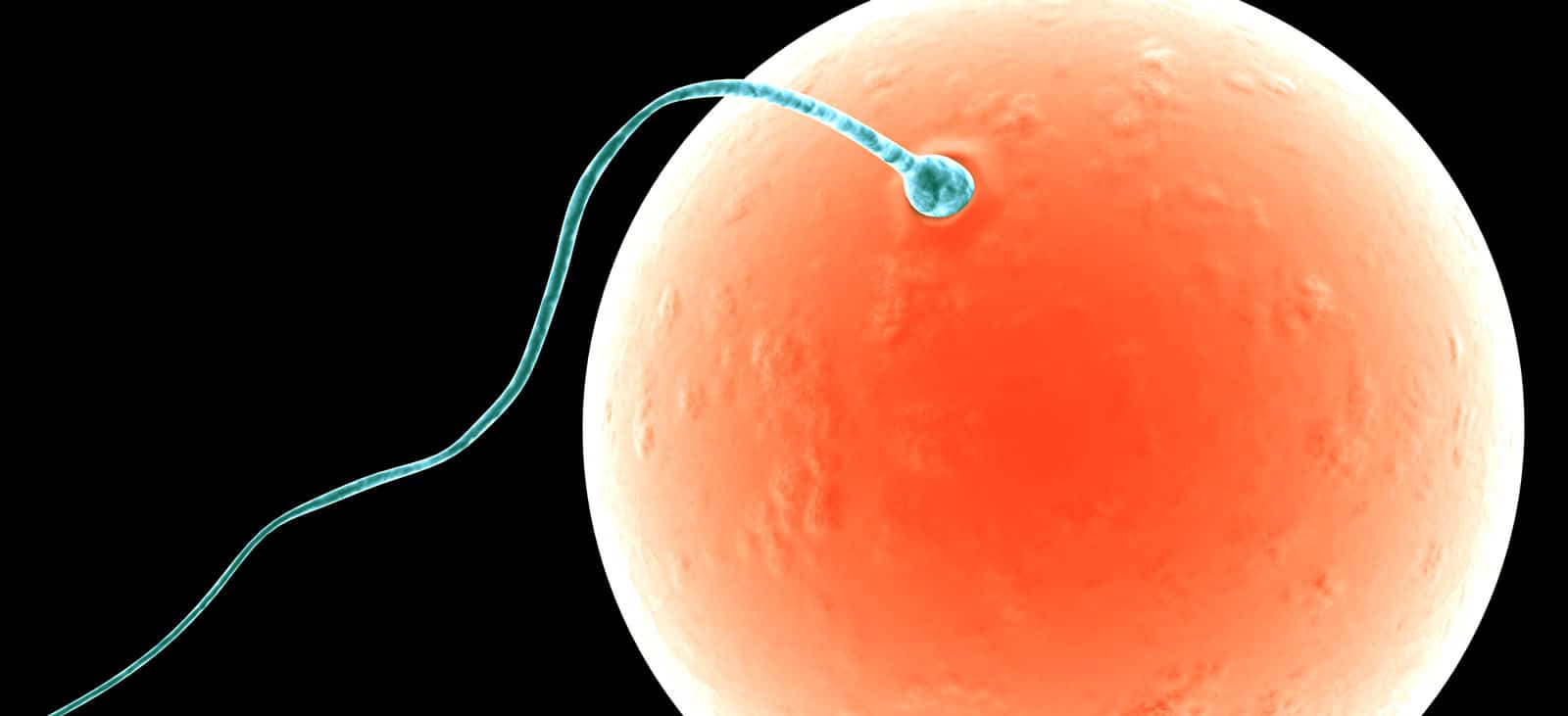 Sperm
