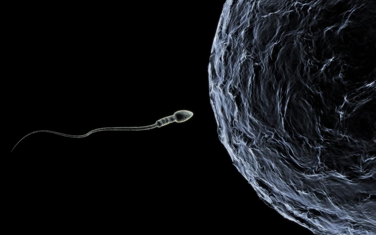 donor sperm swimming towards overies