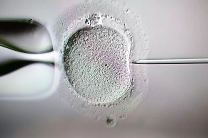 Fertility First IVF
